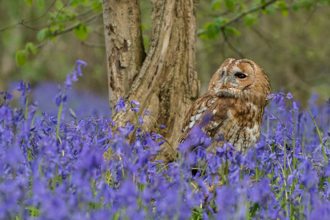 Обои картинки фото животные, совы, окрас, перья, сова
