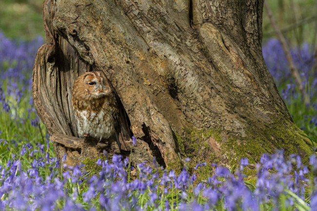 Обои картинки фото животные, совы, сова, перья, окрас