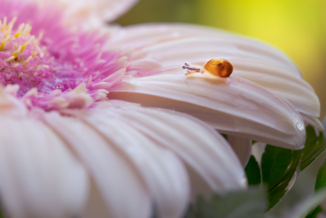 Обои картинки фото животные, улитки, лепестки, цветок, улитка