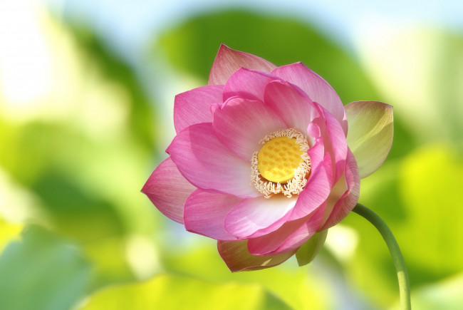 Обои картинки фото цветы, лотосы, цветение, лотос, лепестки