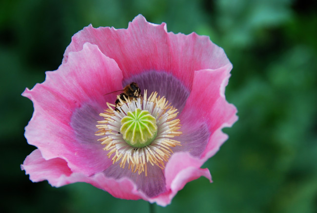 Обои картинки фото цветы, маки, мак, цветение, цвет, цветок