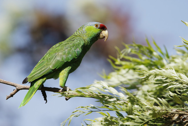 Обои картинки фото животные, попугаи, забавный, птица, цвет, перья, попугай