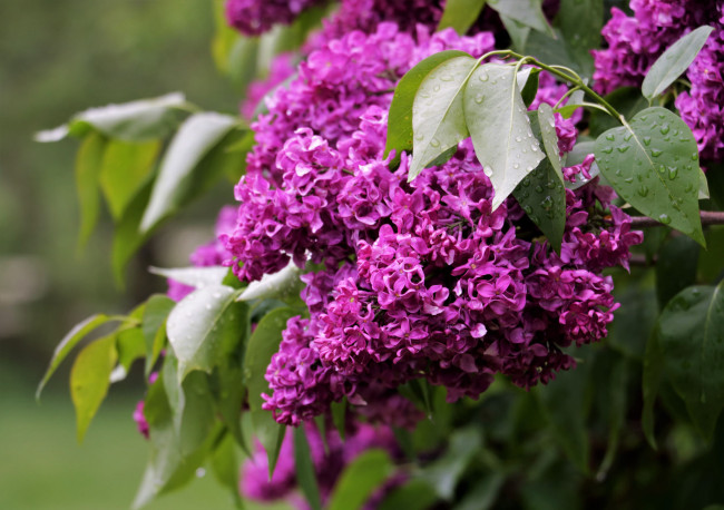 Обои картинки фото цветы, сирень, цветки, лепестки, цветение