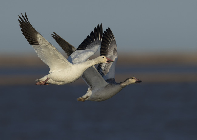 Обои картинки фото животные, гуси
