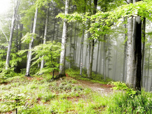 Картинка природа лес туман