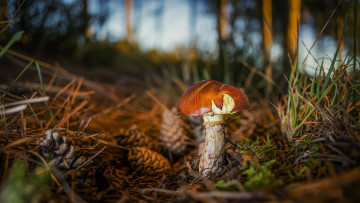 Картинка природа грибы простор