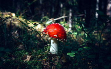 Картинка природа грибы +мухомор одиночка