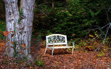 Картинка природа парк листопад осень