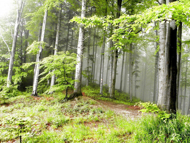 Обои картинки фото природа, лес, туман