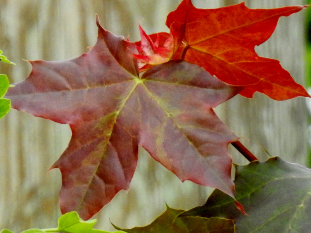 Обои картинки фото природа, листья, лист, кленовый