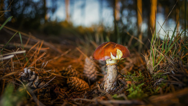 Обои картинки фото природа, грибы, простор