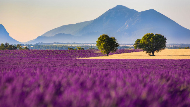 Обои картинки фото природа, луга, поля, деревья, горы, лаванда