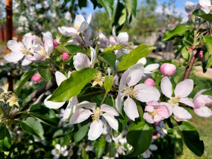 Картинка цветы цветущие+деревья+ +кустарники яблоня цветение весна 2022