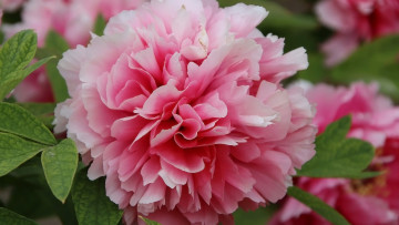 Картинка цветы пионы розовый пион макро