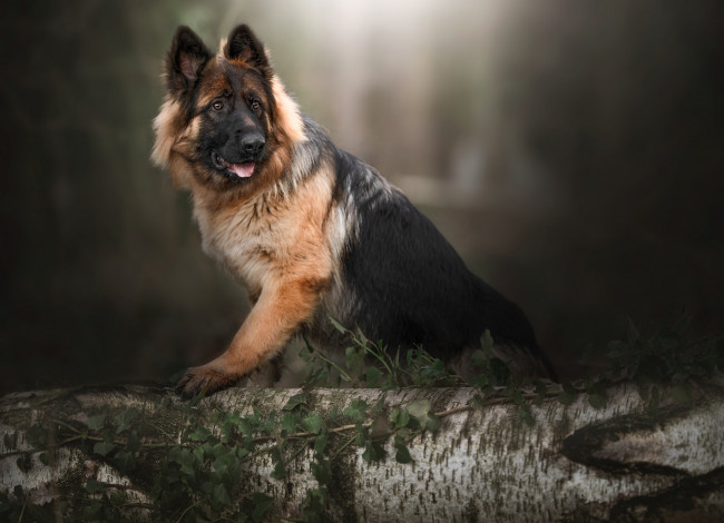 Обои картинки фото животные, собаки, собака