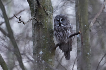 Картинка животные совы сова