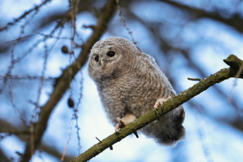 Картинка животные совы сова