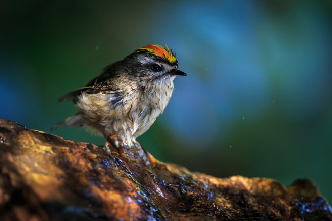 Обои картинки фото животные, птицы, птица