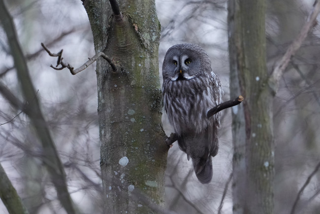 Обои картинки фото животные, совы, сова