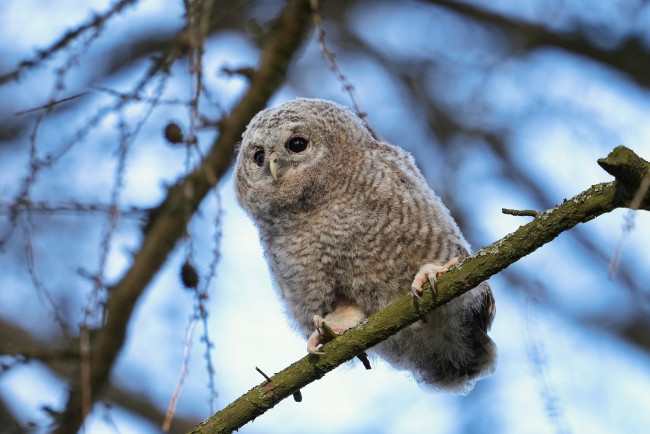 Обои картинки фото животные, совы, сова