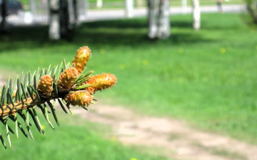 обоя природа, шишки,  жёлуди,  каштаны, ветка, ель, тропа, лужайка