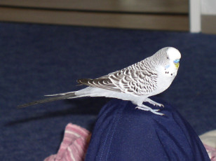 обоя kescha, животные, попугаи