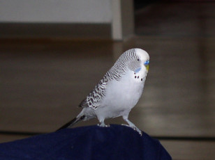 обоя kescha, животные, попугаи