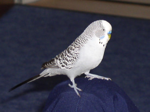 Картинка kescha животные попугаи