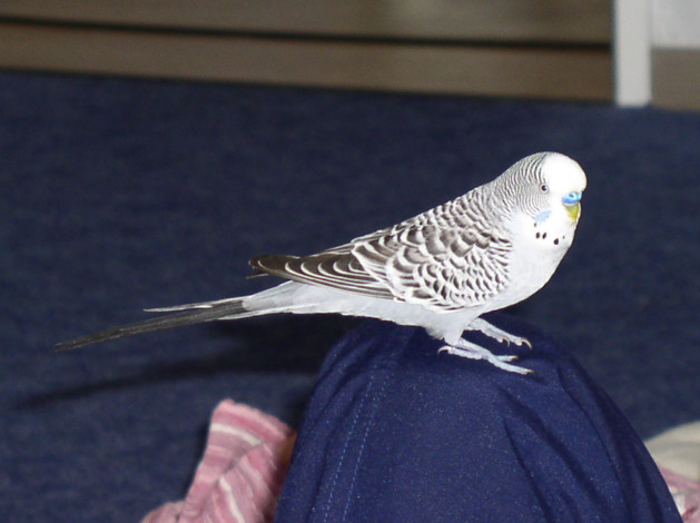 Обои картинки фото kescha, животные, попугаи