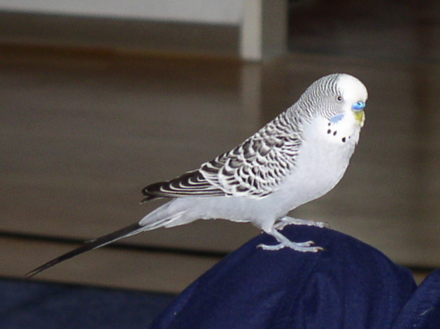 Обои картинки фото животные, попугаи