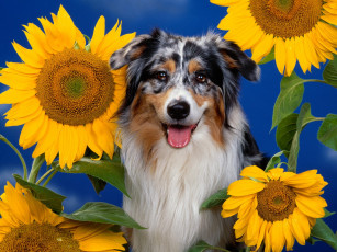 Картинка australian shepherd животные собаки