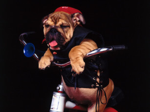 Картинка bad to the bone животные собаки