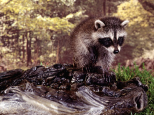 Картинка bath time животные еноты