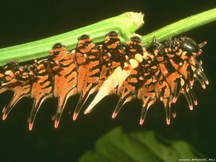 Картинка животные гусеницы