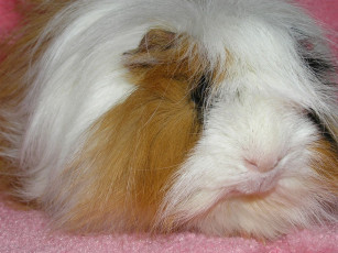 Картинка животные морские свинки хомяки