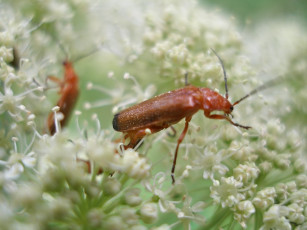 Картинка животные насекомые