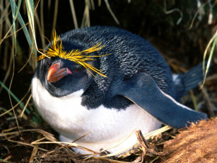 Картинка животные пингвины