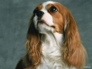 Картинка животные собаки