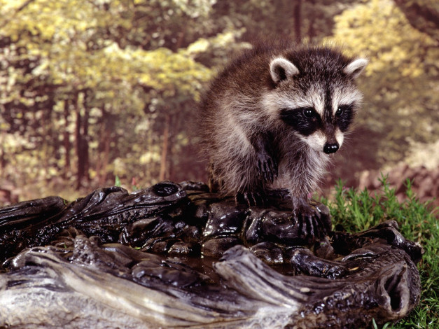 Обои картинки фото bath, time, животные, еноты