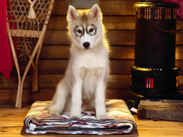 Обои картинки фото best, seat, in, the, house, животные, собаки