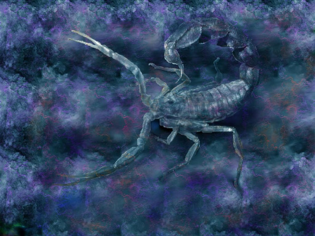 Обои картинки фото скорпион, животные, скорпионы