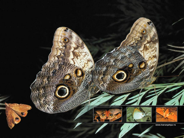 Обои картинки фото животные, бабочки