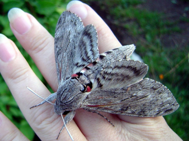 Обои картинки фото животные, бабочки