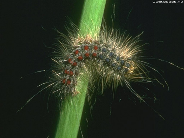 Обои картинки фото животные, гусеницы
