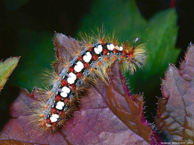 Обои картинки фото животные, гусеницы