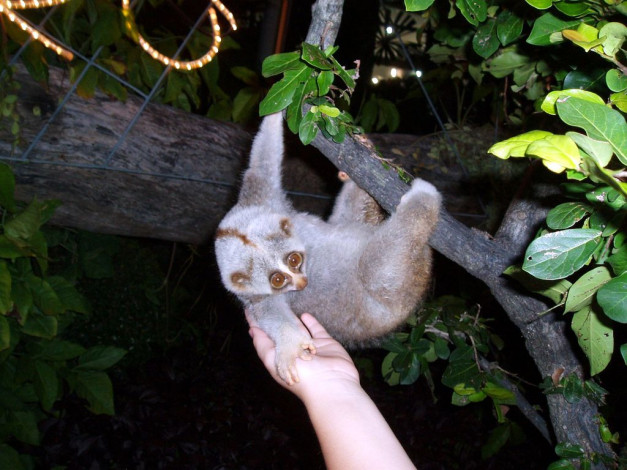 Обои картинки фото животные, лемуры