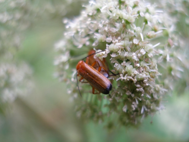 Обои картинки фото животные, насекомые