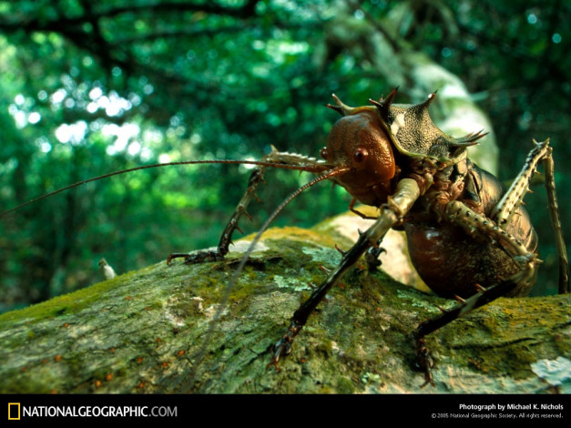 Обои картинки фото животные, насекомые