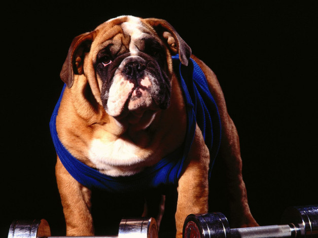 Обои картинки фото животные, собаки