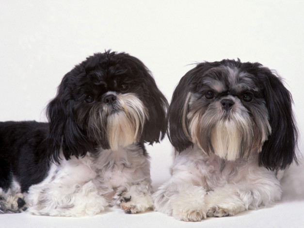 Обои картинки фото животные, собаки